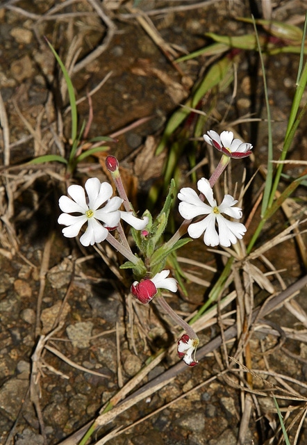 Phlox de nuit