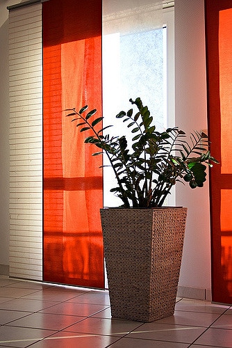 Zamioculcas (Zamioculcas zamiifolia)
