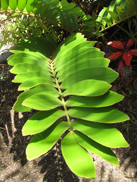 Zamioculcas
