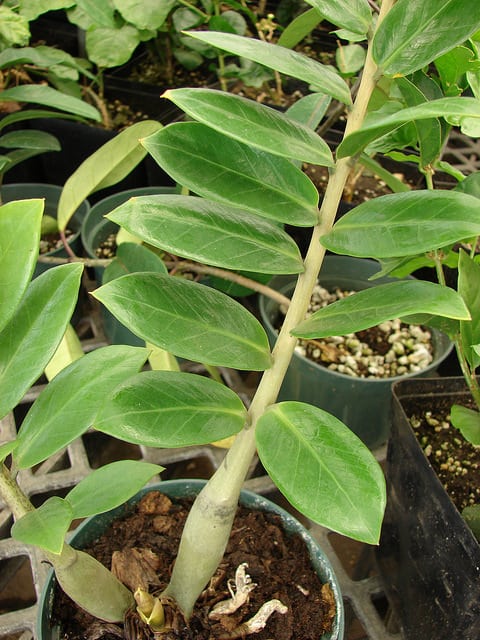 Zamioculcas