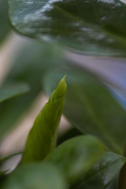 Zamioculcas