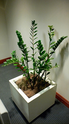 Zamioculcas