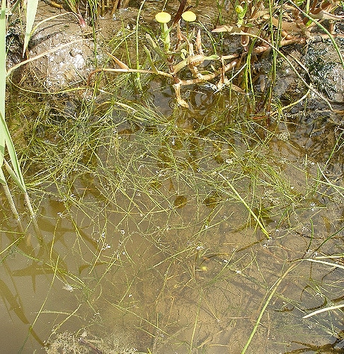 Zannichellie des marais (Zannichellia palustris)