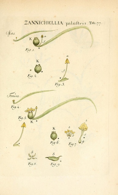 Zannichellie des marais