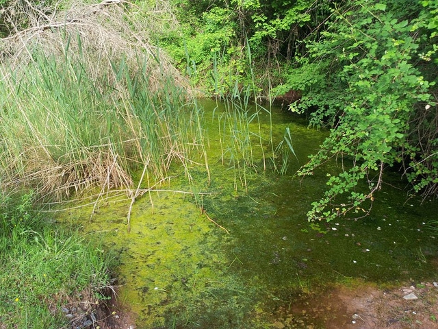 Zannichellie des marais