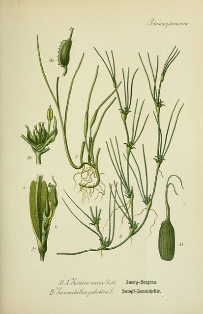 Zannichellie des marais