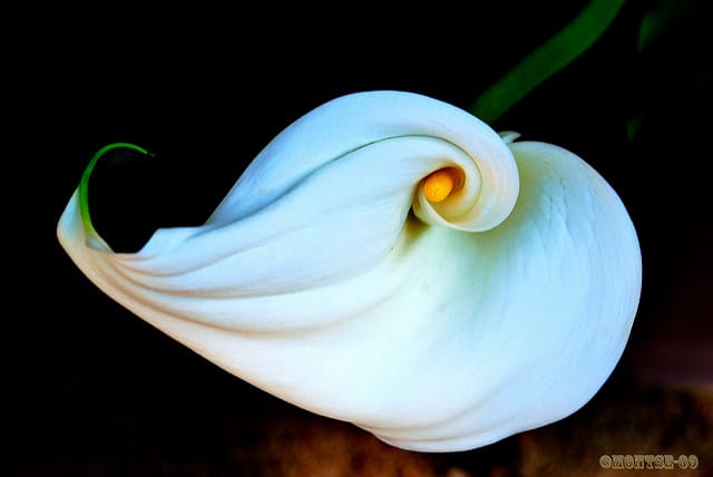 Calla