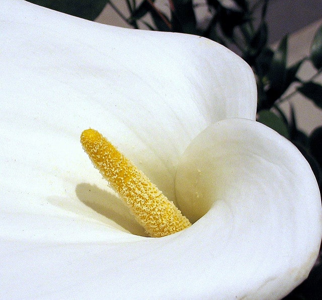 Calla