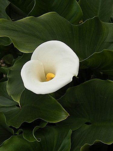 Calla