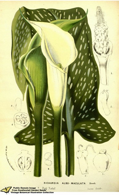 Zantedeschia albomaculata