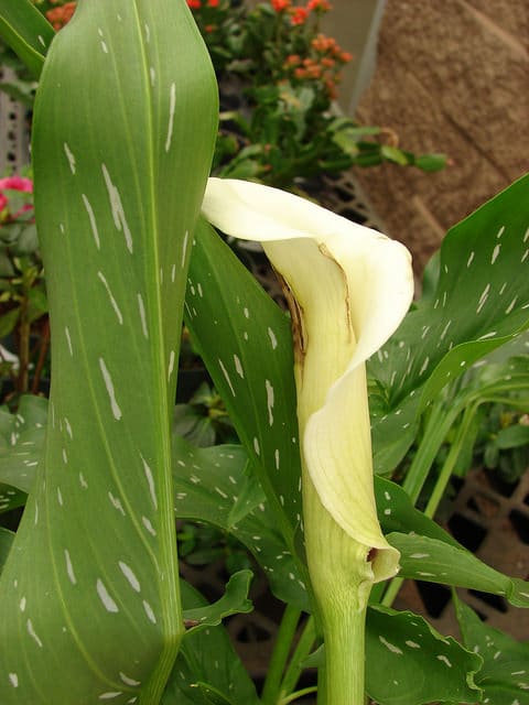 Zantedeschia albomaculata