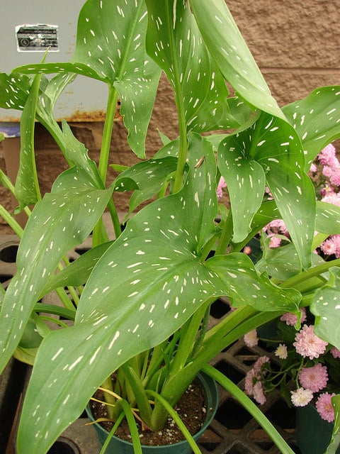 Zantedeschia albomaculata
