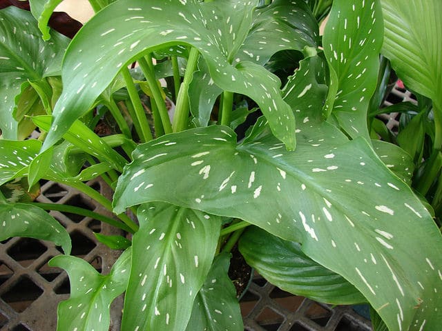 Zantedeschia albomaculata