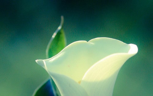 Zantedeschia albomaculata (Zantedeschia albomaculata)