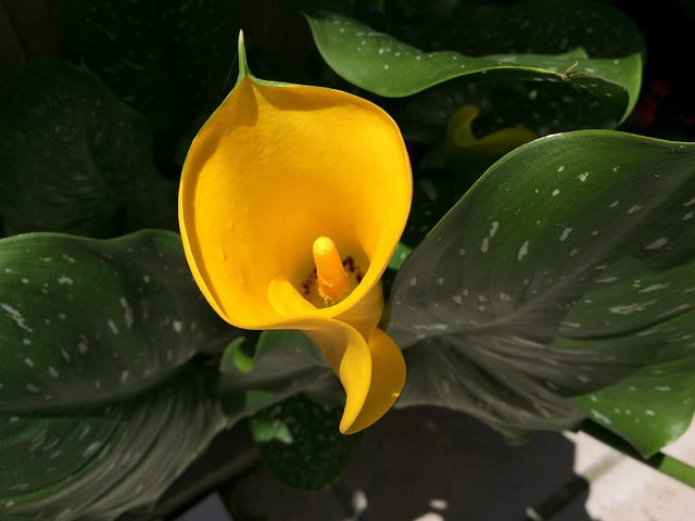Zantedeschia elliottiana