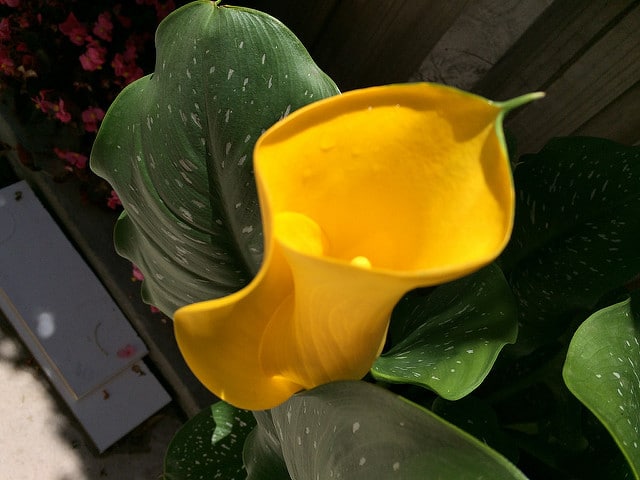 Zantedeschia elliottiana