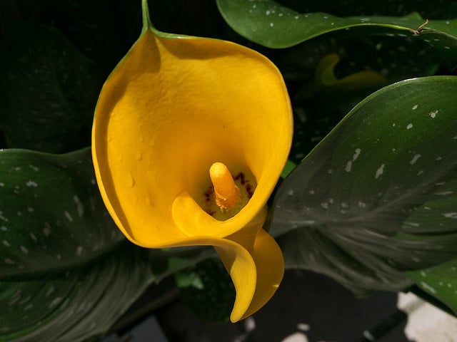 Zantedeschia elliottiana