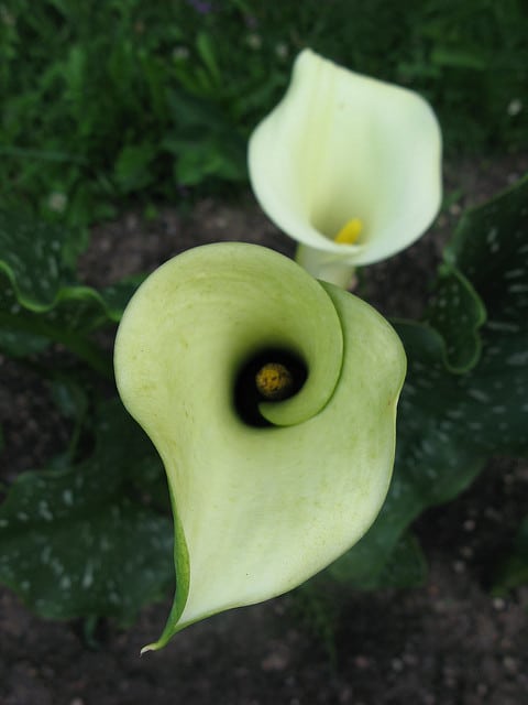 Zantedeschia elliottiana