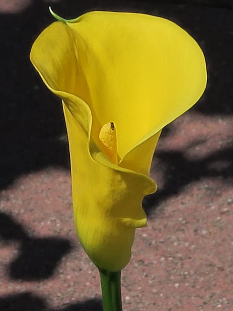 Zantedeschia elliottiana