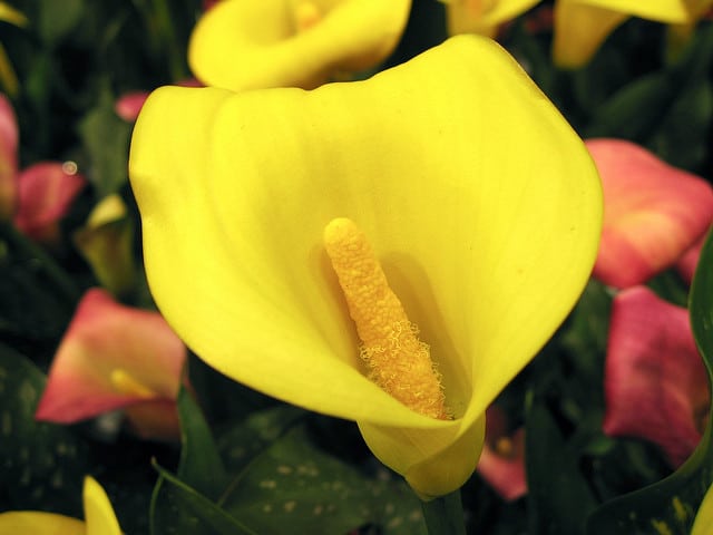 Zantedeschia elliottiana (Zantedeschia elliottiana)