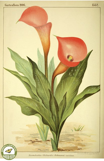 Zantedeschia rehmannii