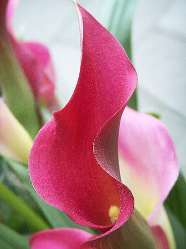 Zantedeschia rehmannii