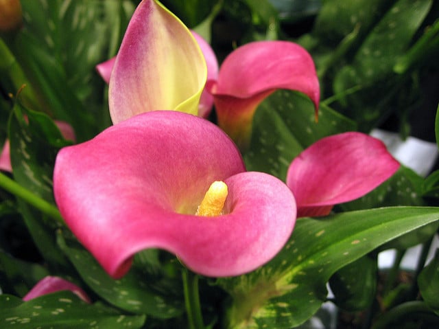 Zantedeschia rehmannii