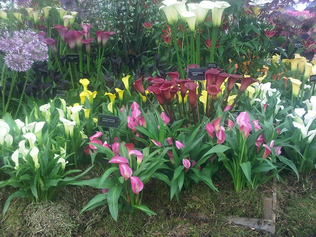Zantedeschia rehmannii