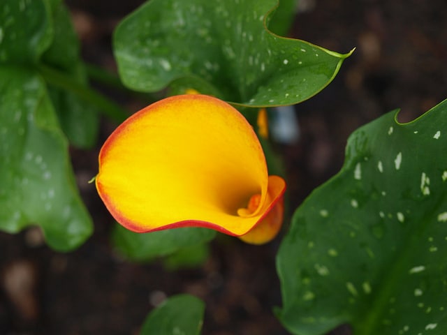 Zantedeschia rehmannii