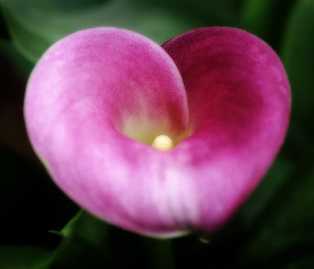 Zantedeschia rehmannii (Zantedeschia rehmannii)