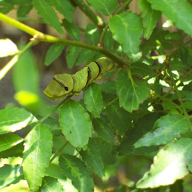 Zanthoxylum ailanthoides
