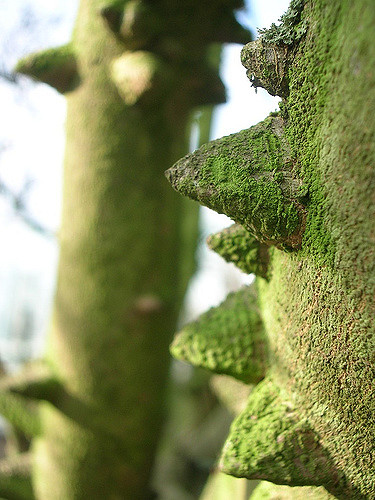 Zanthoxylum ailanthoides