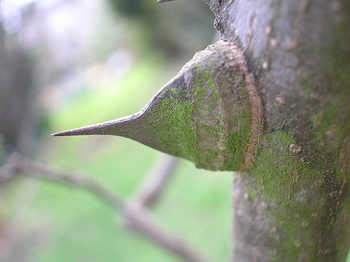 Zanthoxylum ailanthoides