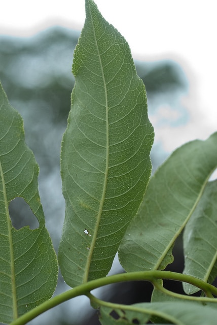 Zanthoxylum ailanthoides