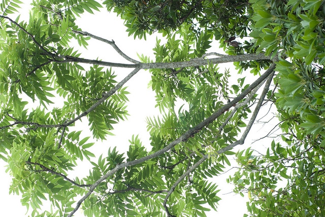 Zanthoxylum ailanthoides (Zanthoxylum ailanthoides)
