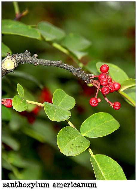Zanthoxylum americanum