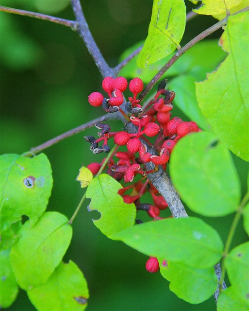 Zanthoxylum americanum