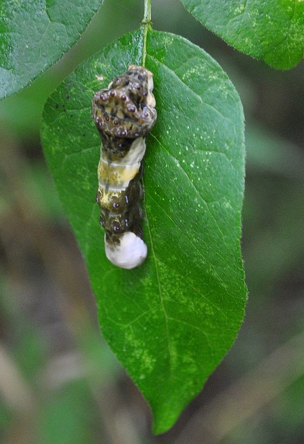 Zanthoxylum americanum