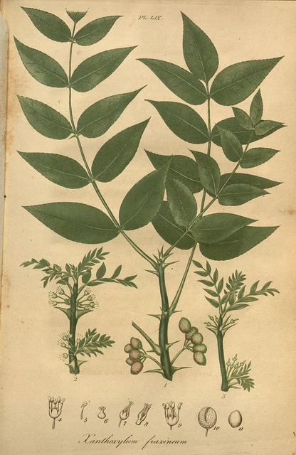 Zanthoxylum americanum
