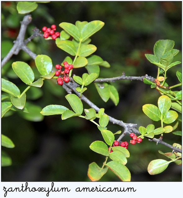 Zanthoxylum americanum