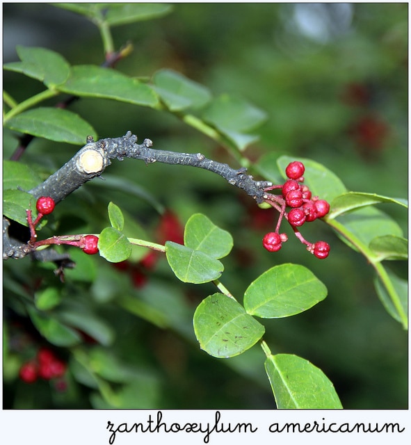 Zanthoxylum americanum