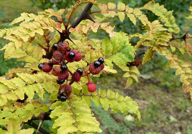 Zanthoxylum piperitum