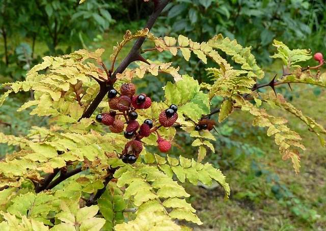 Zanthoxylum piperitum