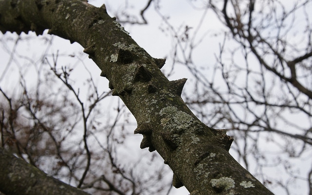 Zanthoxylum piperitum