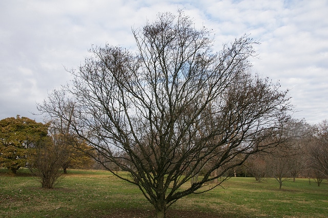Zanthoxylum piperitum