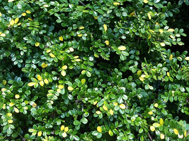 Zanthoxylum piperitum