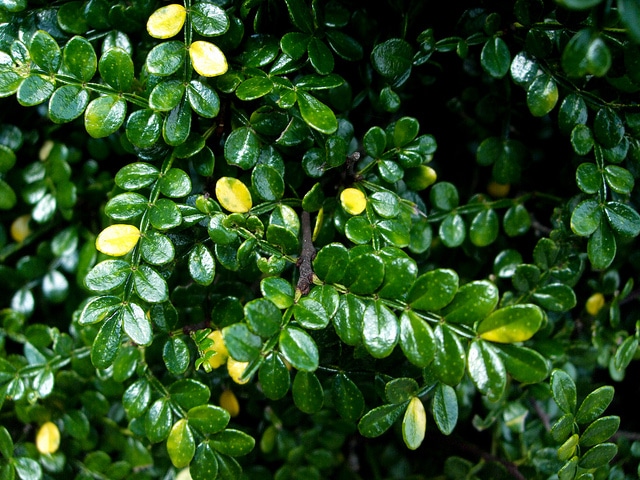 Zanthoxylum piperitum