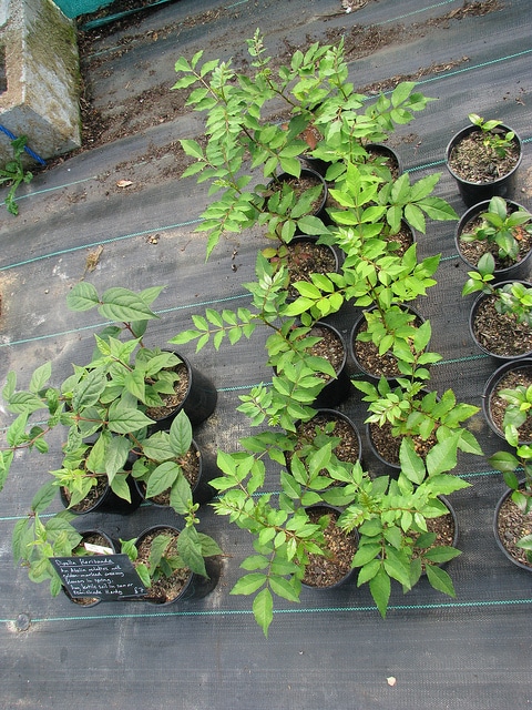 Zanthoxylum planispinum