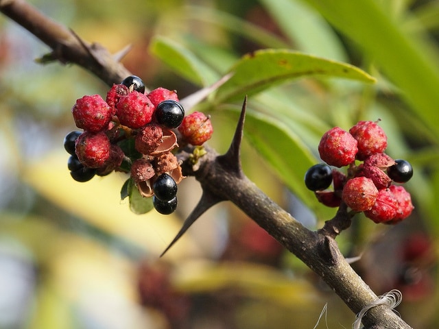 Zanthoxylum planispinum