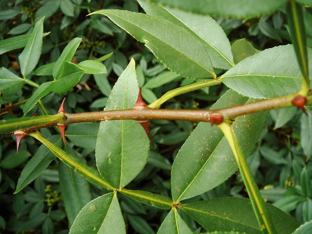 Zanthoxylum planispinum